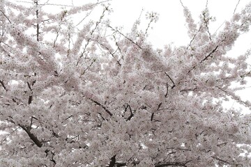 Branches Covered with White Pink Blossom
