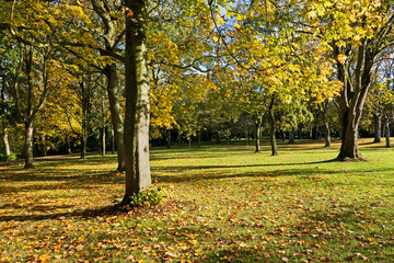 Sunny autumn day in the public park