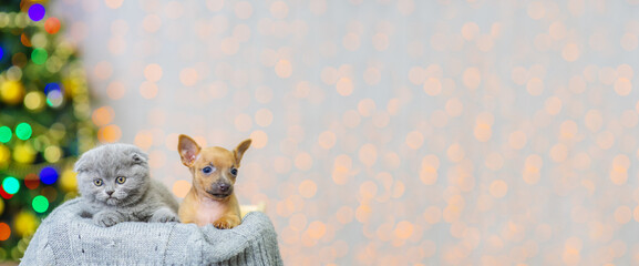 Toy terrier and kitten are sitting in a box against the background of a Christmas tree. Stretched image for banner
