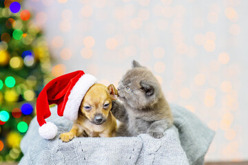 Fototapeta na wymiar Toy terrier puppy and fluffy kitten sitting in a box with a gray plaid with a santa hat