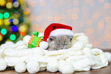 A small fluffy kitten with santa hat lies in a white blanket on the background of a Christmas tree next to gift