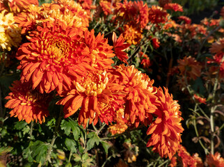 Red Dahlia blossom in the garden