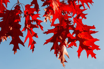 Red oak autumn leaves hanging down against the clear sky