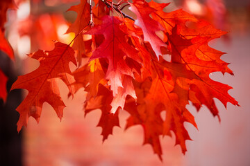 Red oak autumn leaves hanging down on a blurred background