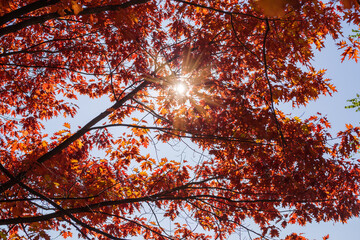 Background of northern red oak branches with autumn leaves backlit