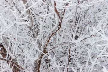 Background of the trees branches covered with hoarfrost