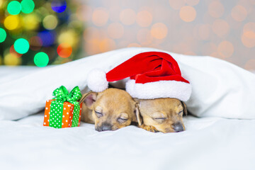 Two little toy terrier puppies sleep under a blanket against the background of a Christmas tree in a Santa hat next to a gift.