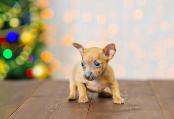 Fototapeta na wymiar Toy terrier puppy stands on a wooden floor against the background of a Christmas tree in a santa hat