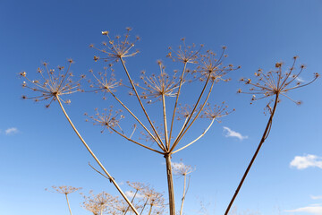 Dry plant on the background of a blue sky. Cow Parsnip.