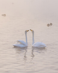 A gentle view of two white swans glowing in the morning frost in the winter light. Beautiful fog soars above the water. The love relationship between birds. Swans. Altai Republic. Siberia. Russia.