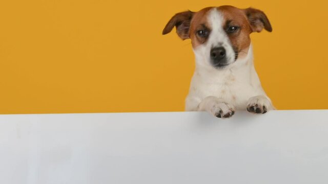 Adorable little dog stands with a large white banner for the inscription on a yellow studio background