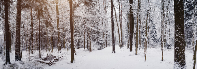 Fototapeta premium Pine trees are covered with snow on a frosty evening.