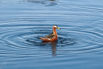 Red Phalarope (Phalaropus fulicarius) female in Barents Sea coastal area, Russia