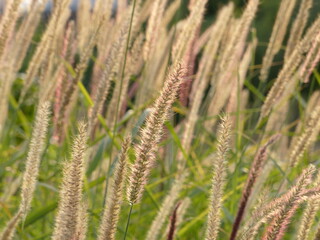Fototapeta premium ears of herb in field