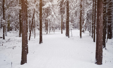 Fototapeta premium Pine trees are covered with snow on a frosty evening.