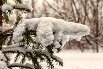 Snow-covered spruce branch on the background of the forest.