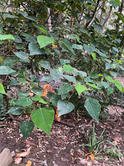 Close-up view of green leaves.