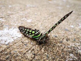The falling down butterfly