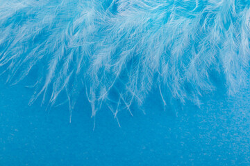 Blue feather on blue paper background.