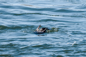 Fototapeta premium Feeding Double-crested Cormorant (Phalacrocorax auritus) in Bolsa Chica Ecological Reserve, California, USA