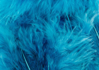 Blue feathers as background.