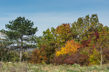 different trees in a autumn landscape with sky