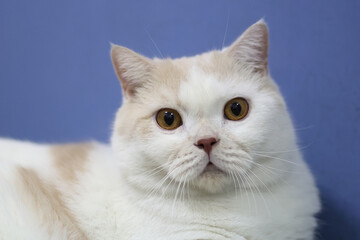 Scottish fold cat sitting on wooden floor in house with blue background. White cat looking at camera.