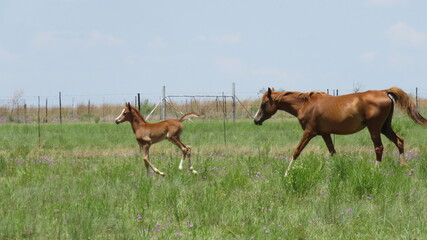 Fototapeta na wymiar Mother and foal, R500 near Fochville, Gauteng, South Africa.