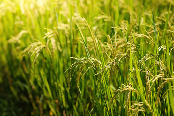 close up photo of golden rice field