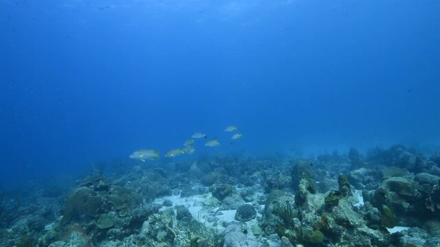 School of Schoolmaster Snapper in turquoise water of coral reef  in Caribbean Sea, Curacao