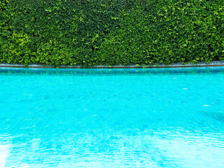 Naklejka premium Green bush fence on swimming pool background.