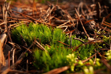 Close-up horizontal photo of a fresh green moss, growing in the autumn forest among faded pine needles