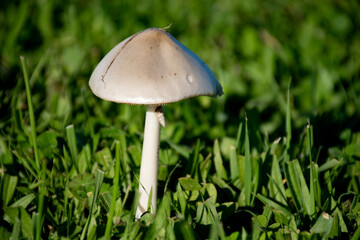 champignon 003