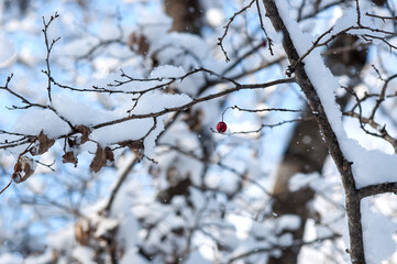 Red berries in the snow in winter with blue sky