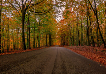 Obraz premium Autumn vibes in the forests of sweden