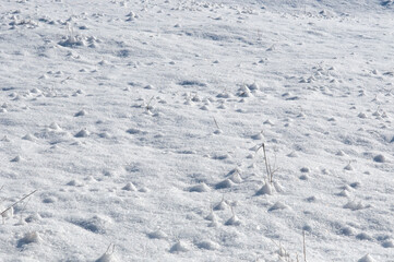 Fototapeta na wymiar Snow. Snow on the field