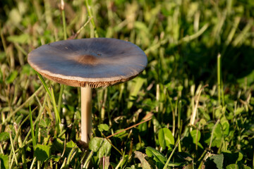 champignon 004