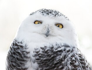 great horned owl