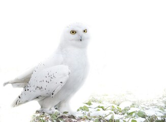 snowy owl isolated on white