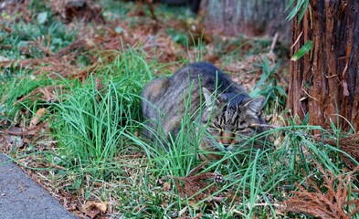 草むらで寛ぐ猫　キジトラ　森　風景　秋　