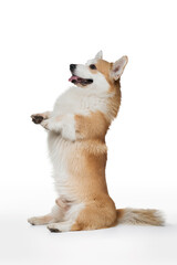 welsh corgi pembroke dog on a white background stands on its hind legs. Obedient pet 
