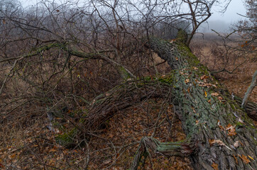 Fototapeta na wymiar Dry tree on the ground near swamp in misty autumn forest. A mysterious and quiet morning in the wood with fog. Autumn weather, damp and cold air. Fairy horror mood.