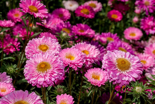 China Acter (Callistephus chinensis) in garden