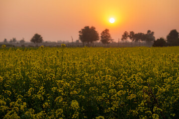 mustard fields in golden sunset, The mustard plant canola is a plant species in the genera Brassica...