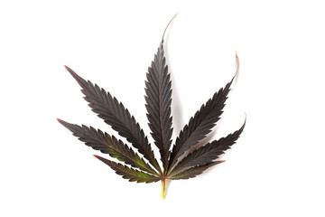 leaf marijuana isolated on white background