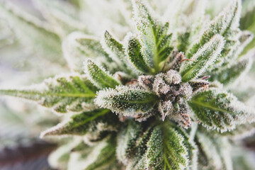 European Medicinal Cannabis