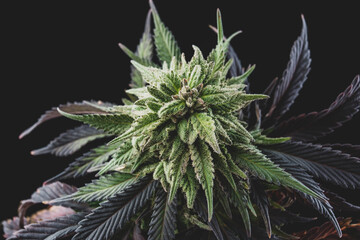 marijuana flowers buds cannabis top