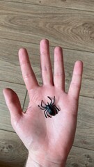 spider sitting on hand