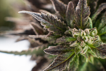 cannabis weed marijuana plant