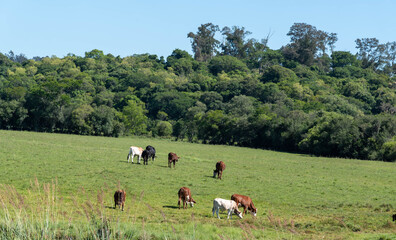 Fototapeta na wymiar Farm animals feeding in fields in the state of Rio Grande do Sul in Brazil.